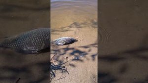 Рыбалка в хомутово