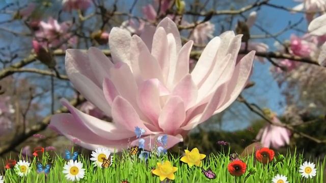 Магнолия звездчатая Розеа ? Обзор: посадка и уход. саженцы магнолии Розеа: описание и особенности смотреть онлайн