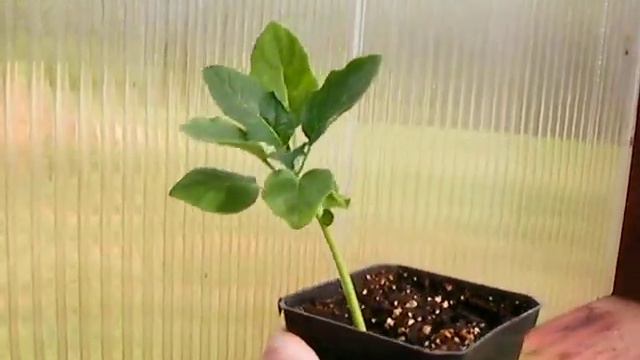 4 14 2009 Red Brugmansia смотреть онлайн