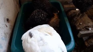 доминант д 959 крапчатый цыплятам 1,5 месяца