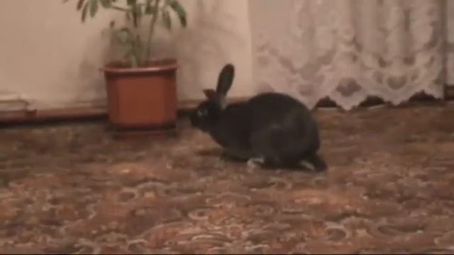 Забавный кролик (часть 2) смотреть онлайн