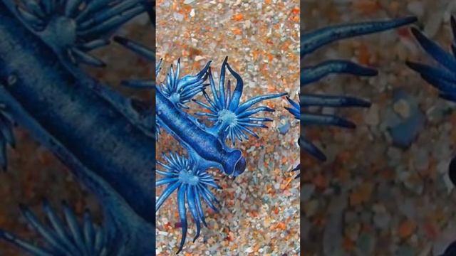 The Blue Dragon of the Sea: Exploring the Fascinating World of Glaucus Marginatus