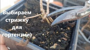 Выбираем стрижку для гортензии. Подрезаю и черенкую гортензию.