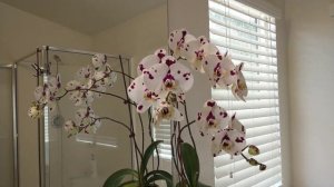 How I Care For my Phalaenopsis Orchids So It Rebloom?