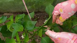 Как легко и просто формировать перец