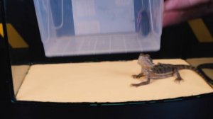 ЧТО БУДЕТ ЕСЛИ ХАМЕЛЕОН УВИДИТ БОРОДАТУЮ АГАМУ? ВЕРСУС ХАМЕЛЕОНА И ЯЩЕРИЦЫ