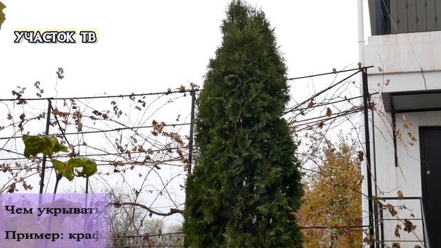 Как Укрывать Туи на Зиму и НУЖНО ЛИ ИХ УКРЫВАТЬ - Зимнее Укрытие Туи смотреть онлайн