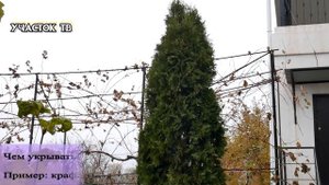 Как Укрывать Туи на Зиму и НУЖНО ЛИ ИХ УКРЫВАТЬ - Зимнее Укрытие Туи