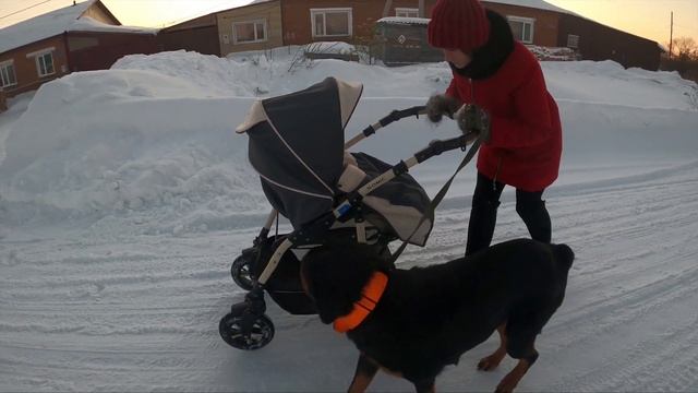 Собака Ротвейлер сопровождает ребёнка рядом с коляской смотреть онлайн