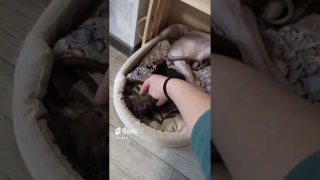 Ориентал шоколадный Бадди❤😘#ориентальныйкот #cats #канадсиесфинксы