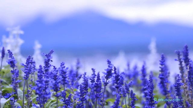 Եղեսպակ (Шалфей). բուժեք մարսողական համակարգն ու միզուղիները смотреть онлайн