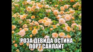 Роза Девида Остина Порт Санлайт