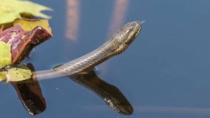 सपने में साँप को पानी में देखना | सपने में पानी में साँप देखना | seeing snake in water |