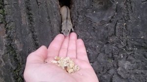 Ещё немного о диких мышах