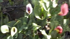 Каллы, цветение летом.