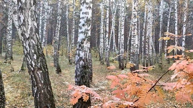 Осенний ВЛОГ. Сентябрь. Дача. Осенние блюда. Прогулка. Сбор урожая.