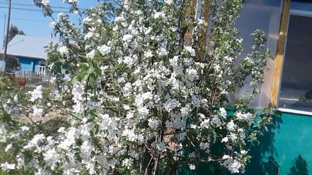 Аномальная жара в Сибири. 11.05.2020г смотреть онлайн