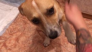 Дай лапу, друг!