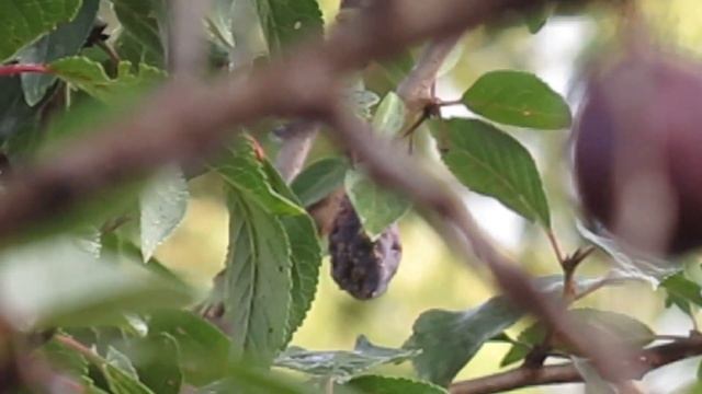 Слива Венгерка 01.09.2022 смотреть онлайн