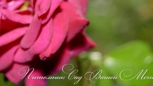 Роза "Santana" - Питомник "Сад Вашей Мечты" (R-184)