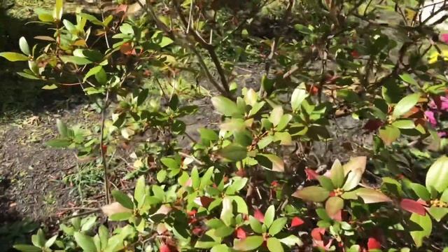 781. Уход за Азалией садовой осенью. смотреть онлайн