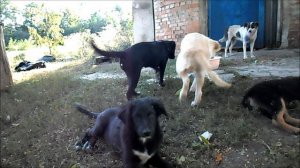 Медвежонок