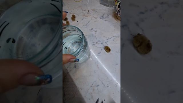 Часть 2. Размножение пиявки в домашних условиях.