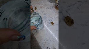 Часть 2. Размножение пиявки в домашних условиях.