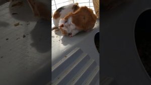 Как уговорить родителей купить морскую свинку?