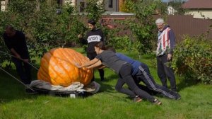 Самая красивая гигантская тыква выращенная в России в 2023 году по моему экспертному мнению