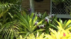 Цветение Орхидей в Ноябре, Уход за Орхидеями, C. mem. Helen Brown 'Red Lip', Aussie dendrobiums