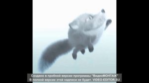 Тиджой эдит с дуровым