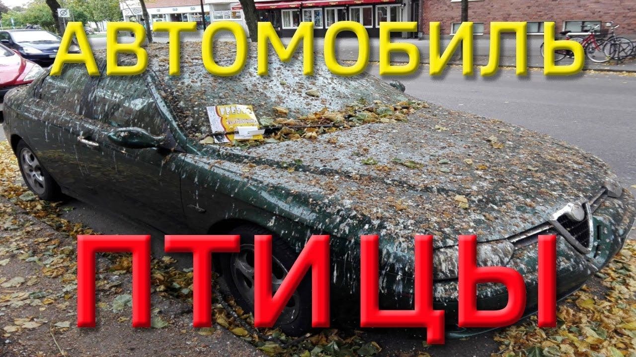 Голуби и автомобиль. Птица гадит на машину. Птицы обгадили машину. Машина голубь. Машины.