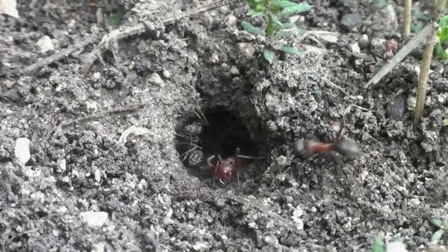 Муравейник амазонки 1.mpg