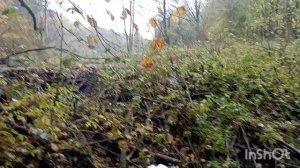 Эхо войны. Разведка местности на немецких позициях первой мировой.