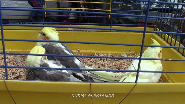 ВЫСТАВКА ПТИЦЫ В МЕЛИТОПОЛЕ 2017год смотреть онлайн