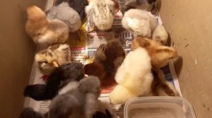 Много цыплят!!!