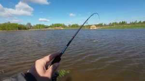 Трофейная щука на спиннинг Ronin Rush - Raider.