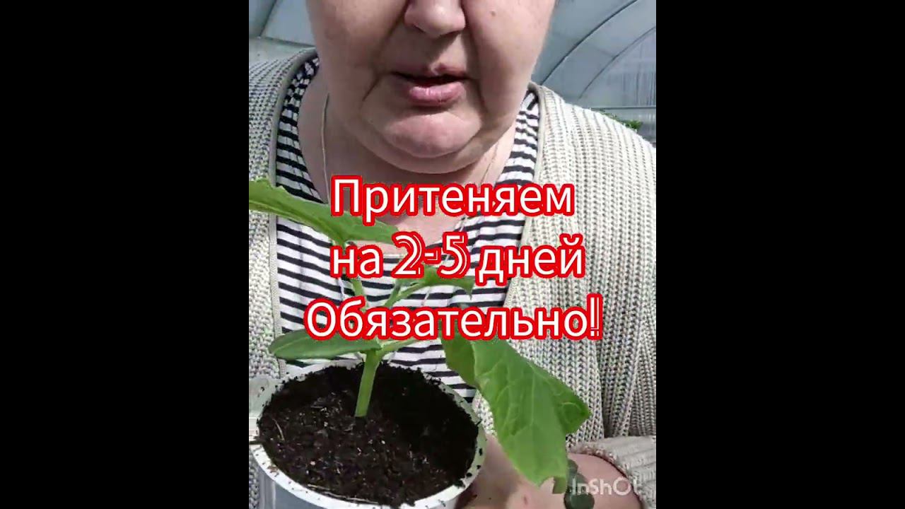 100% приживаемость рассады огурцов! #рассадачкаловск #рассадаогурцов