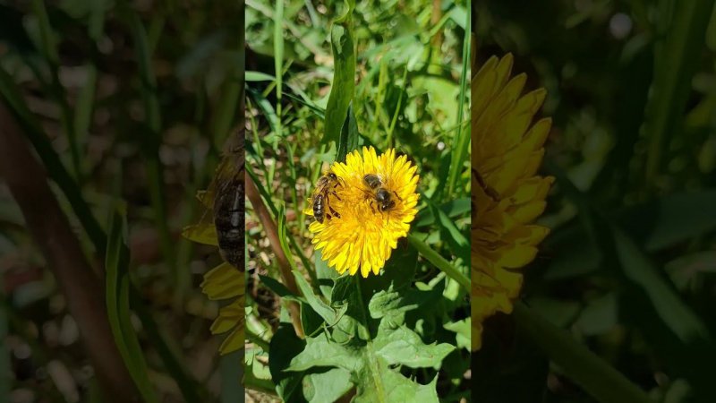 Сбор меда пчелами #shorts #music #nature #flowers @ReinhardtBuhr