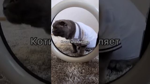 А у ваших котиков длинные усики??