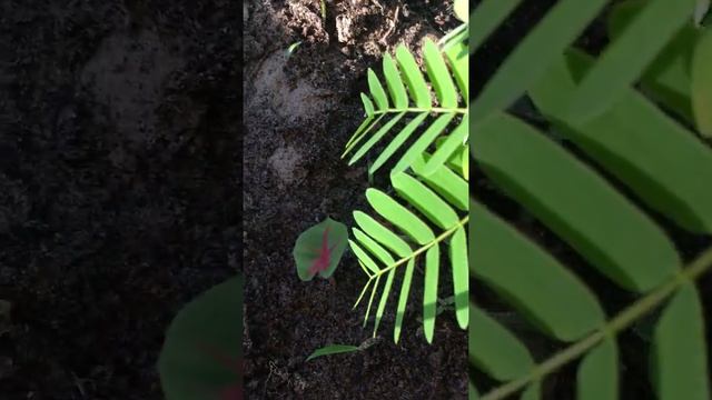 Caladium / Elephant's Ear Plant