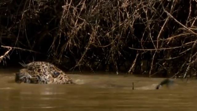 Ягуар охотится на каймана смотреть онлайн