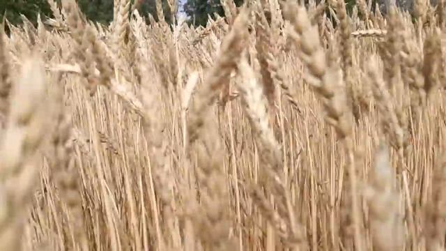 21 августа 2022г смотреть онлайн