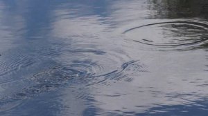 Рыба есть!Рыбалка на реке Луга весной.