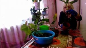 Спасаем антуриум. Деление антуриума.