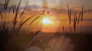 Ты большая в Любви… Евгений Евтушенко || Стихи о Любви