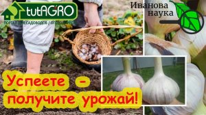 ЧЕСНОЧИЩЕ с КУЛАЧИЩЕ! Самое главное в посадке чеснока - это... глубина посадки!
