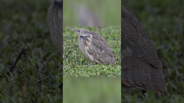 Невидимое  крикливое болотное существо! Вот почему эту птицу называют водяным быком? Так кричит вып