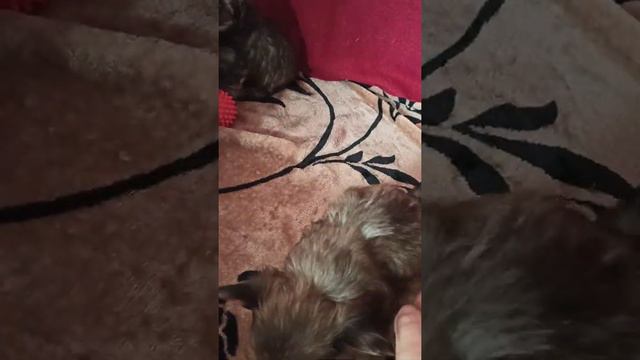 Цветные Йорки. девочки и мальчики.